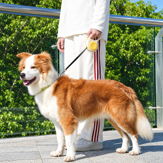 Cute Hamburger Dog Leash – Fun Pet Walking Accessory